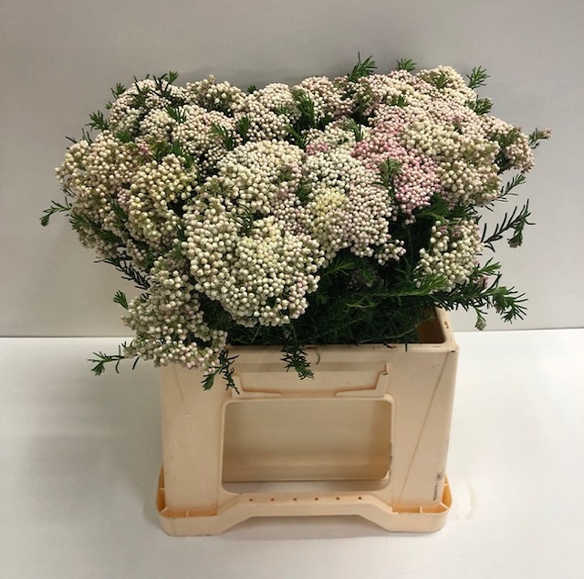 Ozothamnus cooks tall pink.jpg